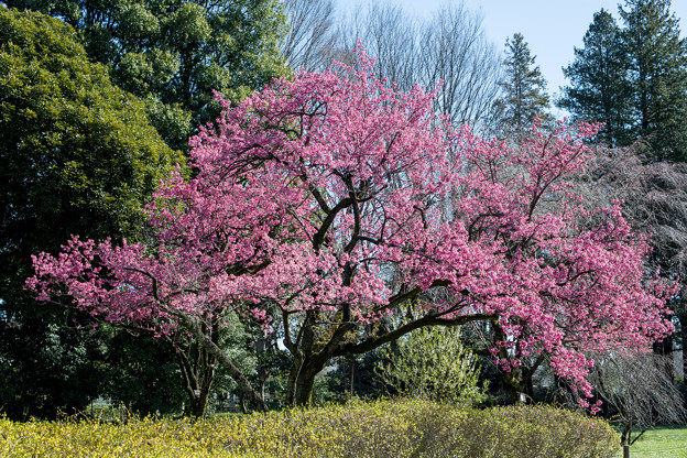 年早春の神代植物公園 4 寒緋桜 写真道楽人のブログ