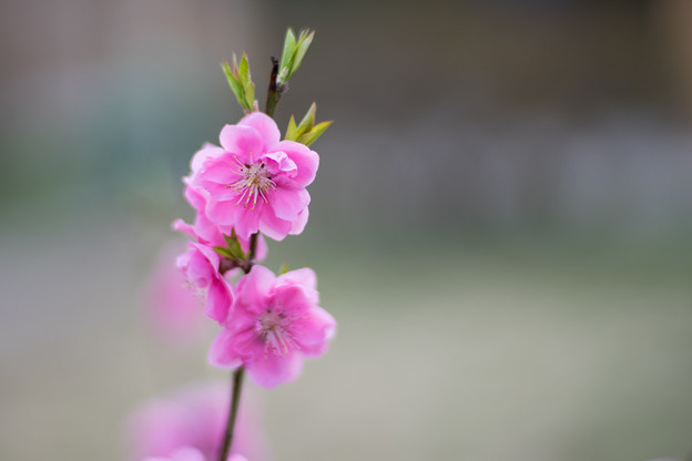 早春の神代植物公園【ピンク色のハナモモ】6