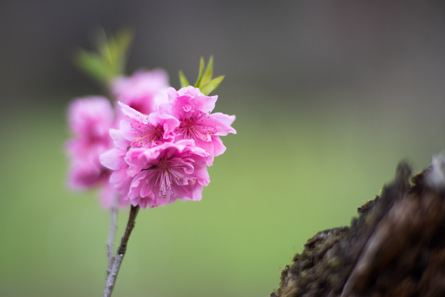 早春の神代植物公園【ピンク色のハナモモ】7