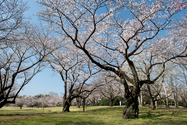 昭和記念公園【桜の園の眺め】2