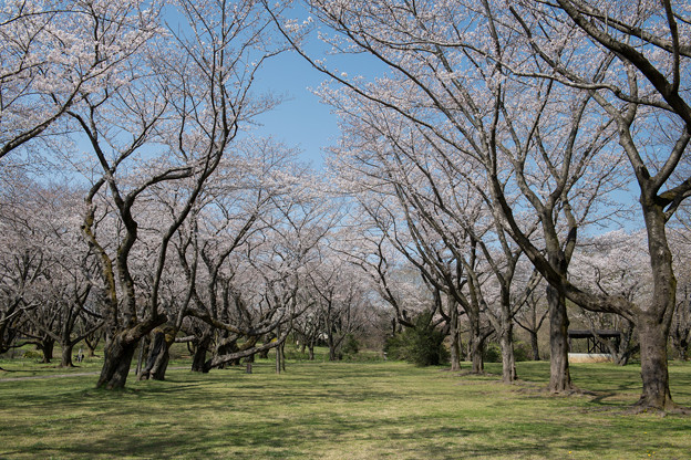 昭和記念公園【桜の園の眺め】6