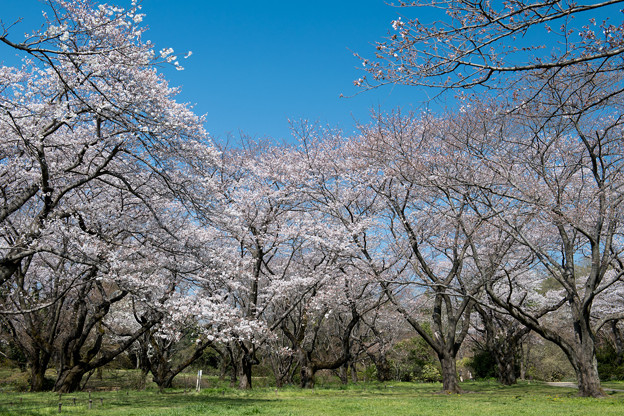 昭和記念公園【桜の園の眺め】7