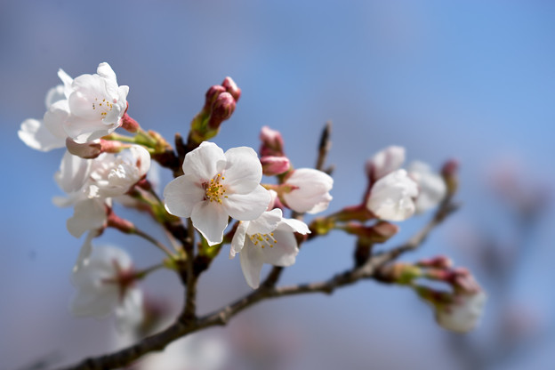 昭和記念公園【桜の園のサクラのアップ】5
