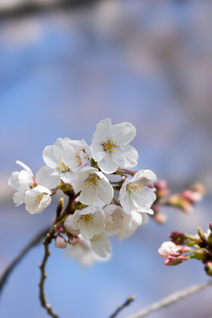 昭和記念公園【桜の園のサクラのアップ】6