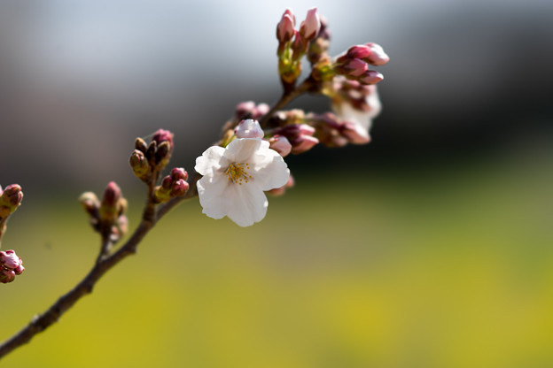 昭和記念公園【桜の園のサクラのアップ】8