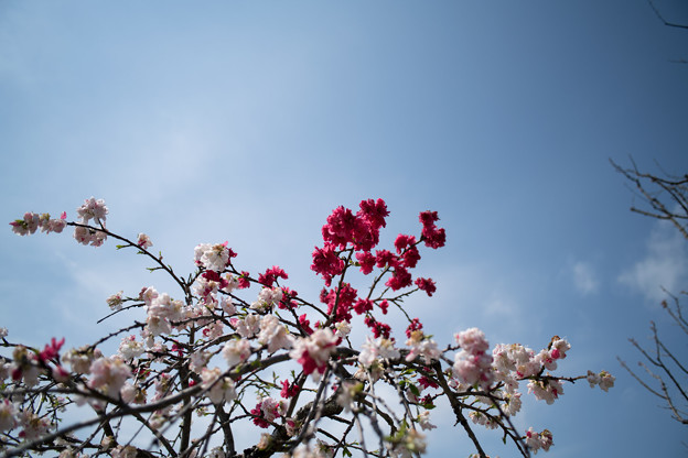 春の花菜ガーデン【ハナモモ： 源平枝垂】3