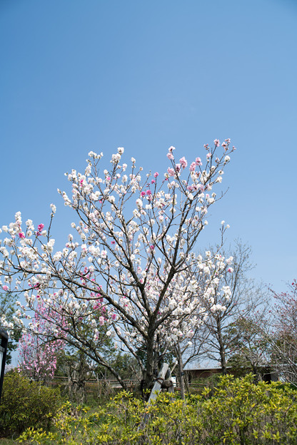 春の花菜ガーデン【ハナモモ： 源平】1