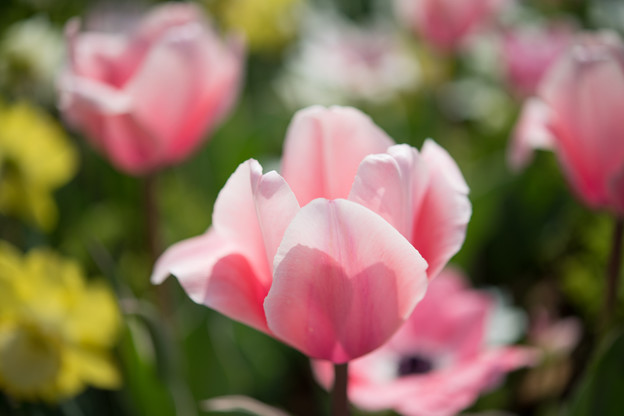 春の花菜ガーデン【チューリップ： ピンク】3