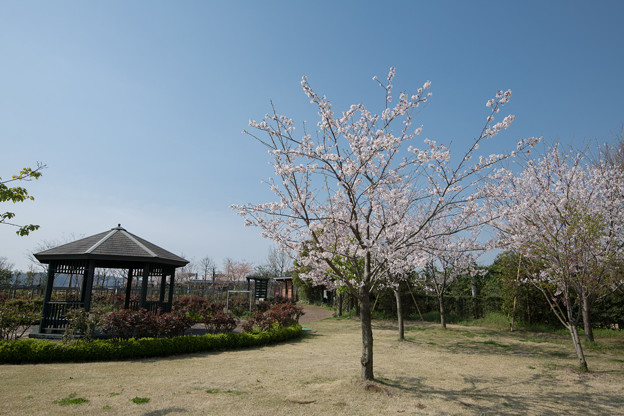 春の花菜ガーデン【サクラの眺め： 染井吉野】3