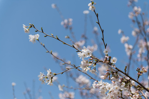 春の花菜ガーデン【サクラの眺め： 染井吉野】5