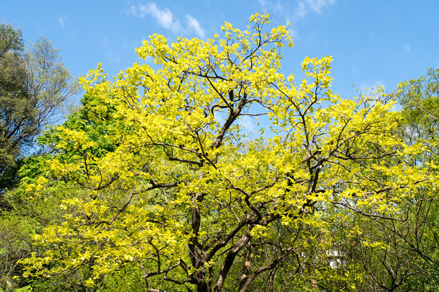 早朝ウォーキング【鴨池公園かきのき広場：黄色鮮やかな木】2