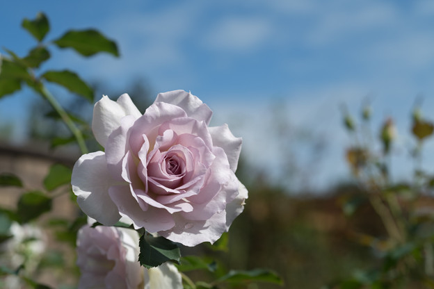 年10月 花菜ガーデンの秋バラ 1 ニュー ウェーブ 写真道楽人のブログ