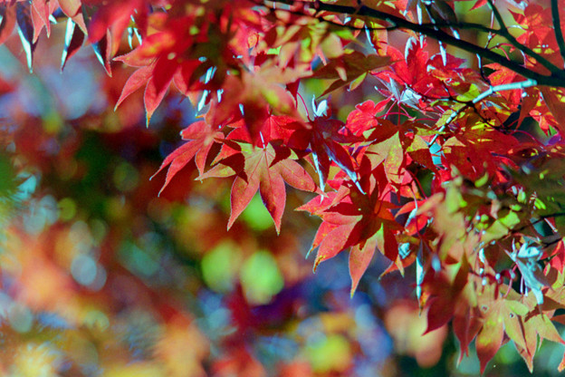 25昭和記念公園【日本庭園：紅葉の様子】22銀塩