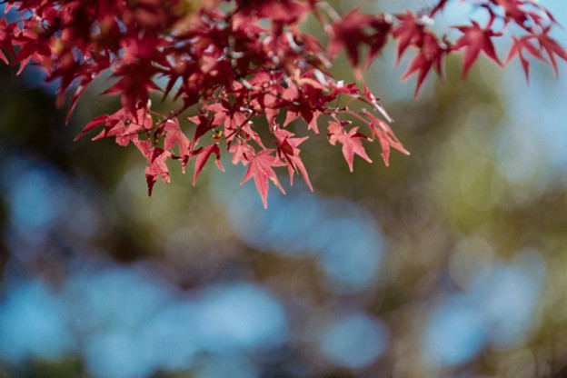 29昭和記念公園【日本庭園：紅葉の様子】26銀塩NLP