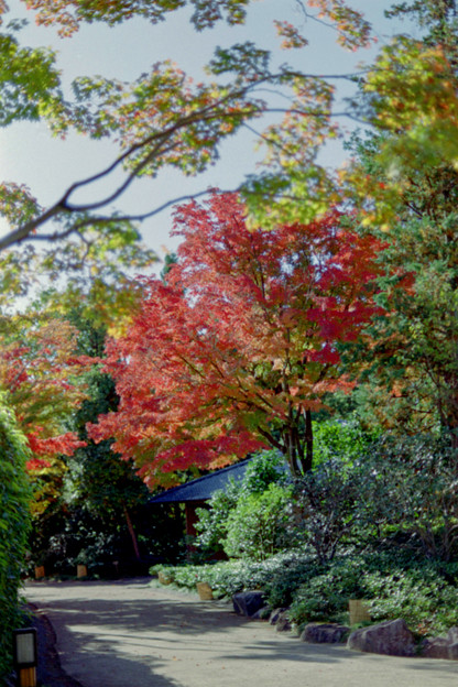 24昭和記念公園【日本庭園：紅葉の様子】21銀塩