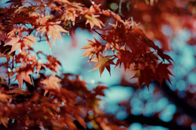 27昭和記念公園【日本庭園：紅葉の様子】24銀塩NLP