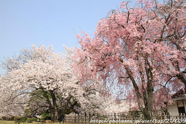 IMG_8144西の丸・紅枝垂桜と染井吉野