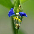 Photos: 鮮やかな青い花１