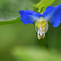 Photos: 鮮やか青い花３
