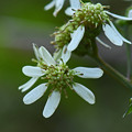 白山菊（シラヤマギク）