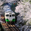 桜の中を行くキハ40系