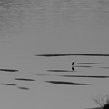 浅瀬に佇む鷺