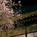 Photos: 桜と菊