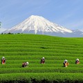 大淵笹場 富士山と茶娘