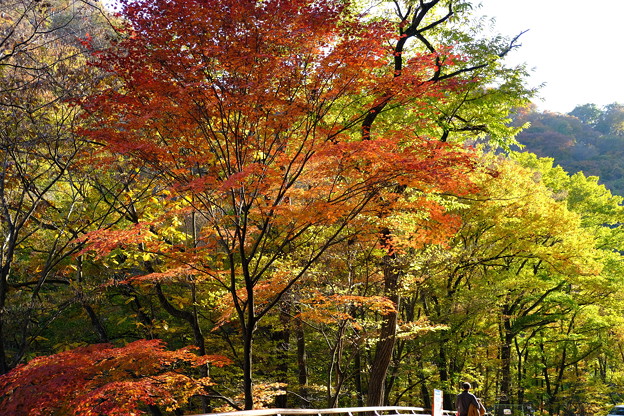 吾妻渓谷の紅葉 17 写真共有サイト フォト蔵