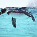 Photos: フンボルトペンギン