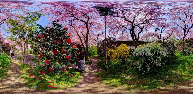 京都・原谷苑の桜 360度パノラマ写真(2)