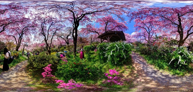 京都・原谷苑の桜 360度パノラマ写真(4)