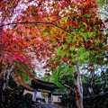 京都 大原 寂光院 山門付近　紅葉