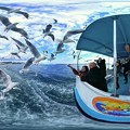 清水港 ユリカモメ 水上バスより　360度パノラマ写真 HDR