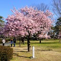 早咲きの桜、 駿府城公園　伊東小室桜(1)