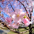 早咲きの桜、 駿府城公園　伊東小室桜(2)