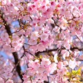 早咲きの桜、 駿府城公園　伊東小室桜(3)