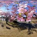 Photos: 早咲きの桜、 駿府城公園　伊東小室桜 360度パノラマ写真