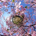 早咲きの桜、 駿府城公園　伊東小室桜 Little Planet