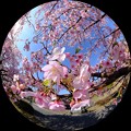 早咲きの桜、 駿府城公園　伊東小室桜 魚眼風180度