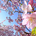 早咲きの桜、 駿府城公園　伊東小室桜(4)