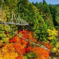 Photos: 井川 夢の吊橋 紅葉