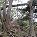 Photos: 見城山の倒木