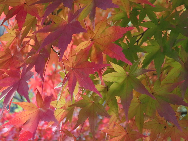 Photos: 秋の色どり