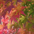 秋の色どり