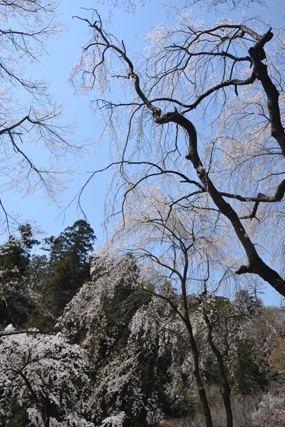 Photos: 高尾の桜２