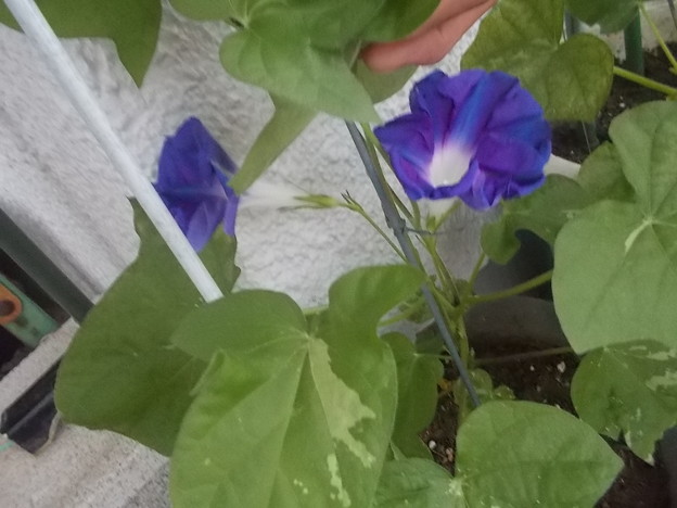 Photos: 朝顔3鉢目濃い青が咲きました。