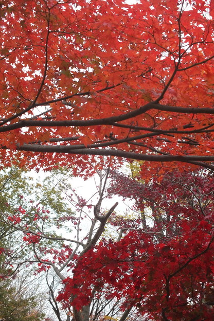 モミジの紅葉には枝葉の重なり具合で差が出ます