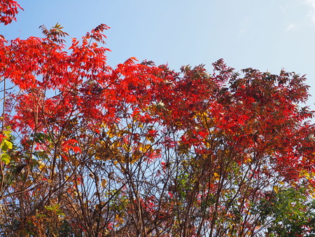 一歩 日豊 散歩 ハゼの紅葉が盛り