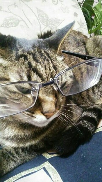 メガネをかけて、知的でお茶目な我が家のとら猫
